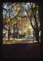 Autumn leaves on NW 32nd by Schultz home, Corvallis, Oregon, November 1975