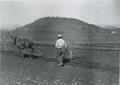 "Laying off a new land at Hillcrest," horse plow in young orchard, Hillcrest Orchard, near Medford, Oregon