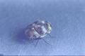 Anthrenus verbasci (Varied carpet beetle)