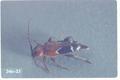 Phymatodes decussatus (Longhorned beetle)