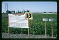 Dry bean asphalt mulch test plots, Jackson Farm, Corvallis, Oregon, 1966