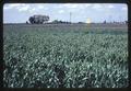 Well drained wheat plot at Jackson Farm, Corvallis, Oregon, 1966