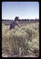 Superintendent Malcolm Johnson in field of alpine mutant with stiff straw, Central Oregon Branch Experiment Station, circa 1965