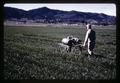 John Yungen spraying cereal nursery with Sinox, Southern Oregon Experiment Station, Medford, Oregon, February 1970