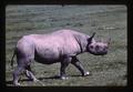 Rhinoceros, Africa, 1976