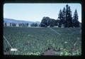 Peppermint field on Garden Road, Corvallis, Oregon [?], July 1973