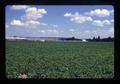 Potato field and new greenhouse across road from Wood Nursery Company, Clackamas County, Oregon, August 1972