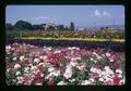 Verbena, basil, marigold, and zinnias, Southern Oregon Experiment Station, Medford, Oregon, circa 1972