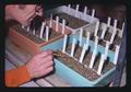 Colchicine-treated wheat seedlings, Oregon State University, Corvallis, Oregon, 1975