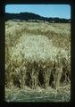 New selection wheat, Oregon State University, Corvallis, Oregon, 1975
