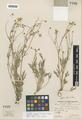 Ranunculus occidentalis Nutt. var. dissectus Hend.