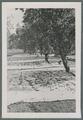 Prune harvesting, 1939