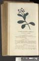 A New Family Herbal or Familiar Account of the Medical Properties of British and Foreign plants also their uses in Dying and the Various Arts arranged according to the Linnaean System [p500]
