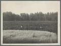 Oats and corn field, Albany, Oregon