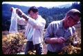 Fred Hagelstein and Robert Every releasing cinnabar moth on tansy ragwort, Oregon, circa 1965