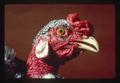 Closeup of chicken's head, Oregon, 1977