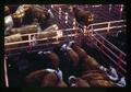 Hereford and Angus cattle at Madras Livestock Auction, Madras, Oregon, February 1972