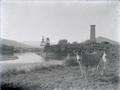 Dairy cattle alongside a river with water towers in background, Central Oregon