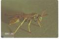 Polybia wasp