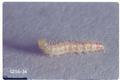 Platyptilia antirrhina (Snapdragon plume moth)