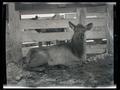 Elk in a corral