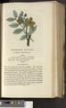 A New Family Herbal or Familiar Account of the Medical Properties of British and Foreign plants also their uses in Dying and the Various Arts arranged according to the Linnaean System [p459]