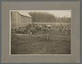 Dairy farm with cattle, Scappoose, Oregon