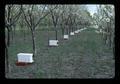 Bee boxes at fruit farm, Oregon, May 1975