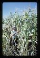 John Yungen in corn patch at Southern Oregon Experiment Station, Medford, Oregon, September, 1967