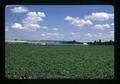 Potato field and new greenhouse across road from Wood Nursery Company, Clackamas County, Oregon, August 1972