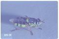 Hedriodiscus binotatus (Soldier fly)