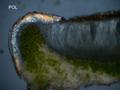 Acarospora peliscypha