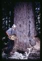 Parker felling a tree, Benton County, Oregon, 1957