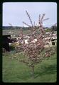 Pink flowering tree, Oregon, circa 1970
