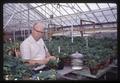 Dr. Francis Lawrence breeding strawberries, 1967