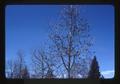 Seeds hanging on gum tree, Oregon, 1976 