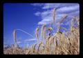 Closeup of triticale heads against sky, Klamath Experiment Station, Klamath Falls, Oregon, circa 1972