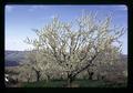 Cherry tree in full bloom, Oregon, circa 1973