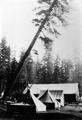 CCC Camp Remote GF-6 Felling Sugar Pine