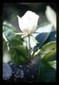 Closeup of rose-like flower in apple tree, Oregon, circa 1970