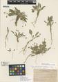 Viola bakeri Greene ssp. shastensis M.S. Baker