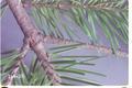 Cylindrocopturus furnissi (Douglas-fir twig weevil)