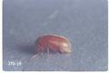 Lasioderma serricorne (Cigarette beetle)
