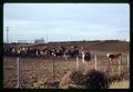 Jay [?] beef cattle feedlot, Madras, Oregon, circa November 1969