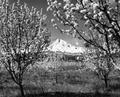 Mt. Hood at apple blossom time