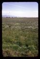 Grass seed field, Halsey, Oregon, circa 1973