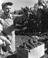 Frank A. Johnson admires a bunch of his well-grown grapes (Concord variety), Salem, Oregon