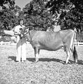 Showing Jersey cows at Oregon State Fair