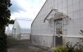 East Greenhouses, Oregon State University (Corvallis, Oregon)