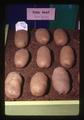 Prize-winning potatoes grown by John Walchli of Hermiston, Oregon State Fair, Salem, Oregon, circa 1973